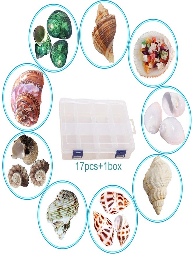 SINKOO Hermit Crab Shells 17PCS (9 Types) Medium Small Growth Turbo Seashells 0.6-1.6 Inch Various Openning Size Natural - Image 2